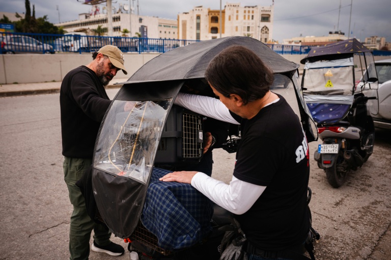 Des membres de l'ONG libanaise Animals Lebanon chargent sur un scooter la cage d'un chat sauvé des bombardements sur la banlieue sud de Beyrouth, le 26 mars 2026
