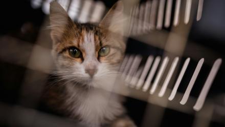 Un chat récupéré dans la banlieue sud de Beyrouth par l'ONG libanaise Animals Lebanon, dans une cage de transport, le 26 mars 2026