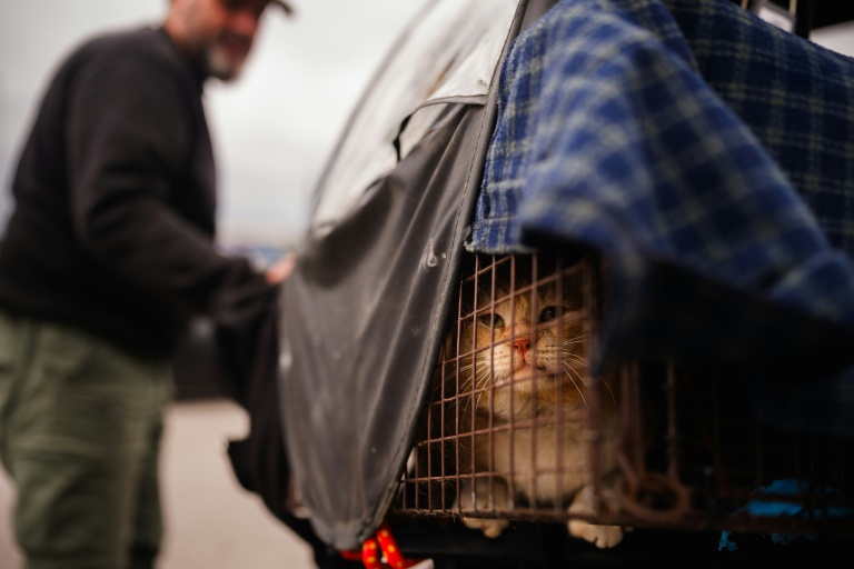 Un chat sauvé par un membre de l'ONG libanaise Animals Lebanon dans la banlieue sud de Beyrouth, le 26 m rs 2026