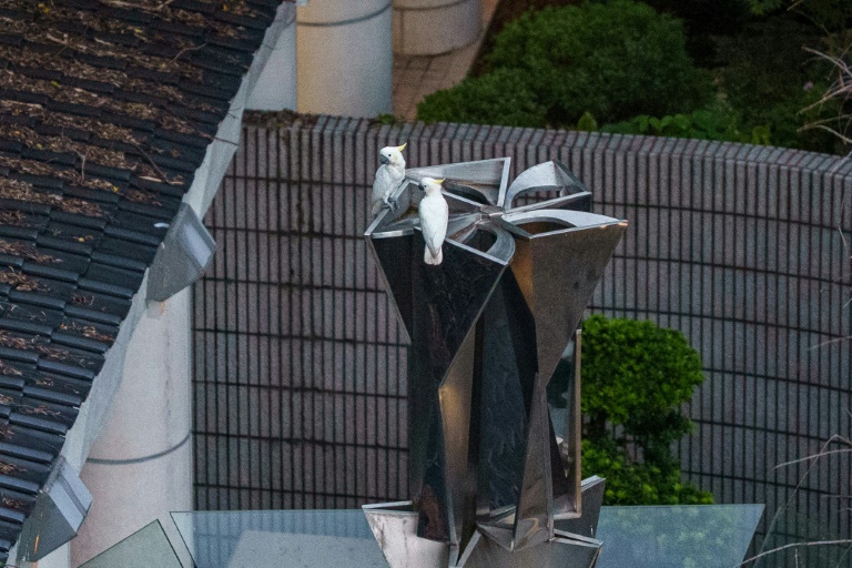 Des cacatoès soufrés perchés sur une statue dans un parc à Hong Kong, le 25 juillet 2025