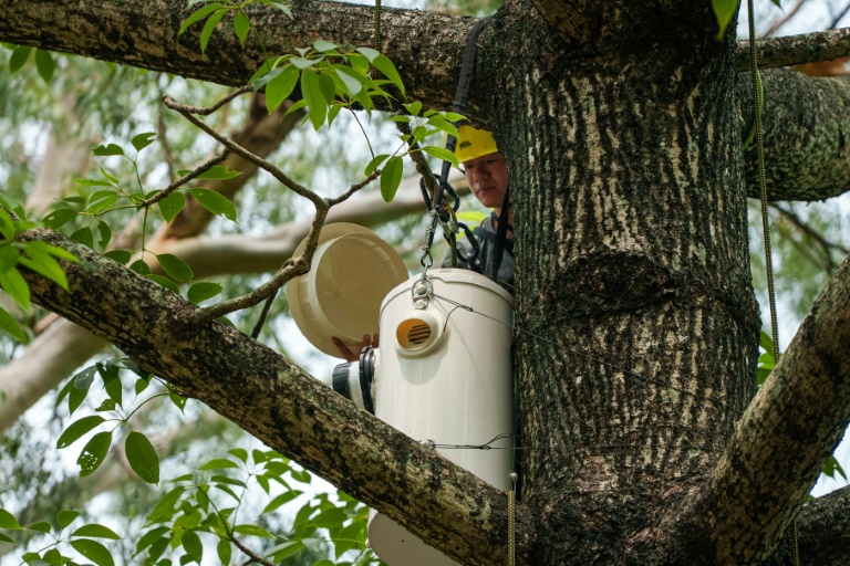 Installation d'un nichoir artificiel pour les cacatoès soufrés dans le parc Victoria du quartier de Causeway Bay, le 28 juillet 2025 à Hong Kong