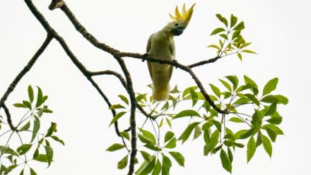 Un cacatoès soufré perché sur un arbre dans le quartier de Causeway Bay, le 28 juillet 2025 à Hong Kong