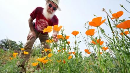 Rene Amy examine les pavots de Californie qu'il a semés sur le terrain de sa maison, rasée par les incendies de Los Angeles, en Californie, le 30 mars 2026
