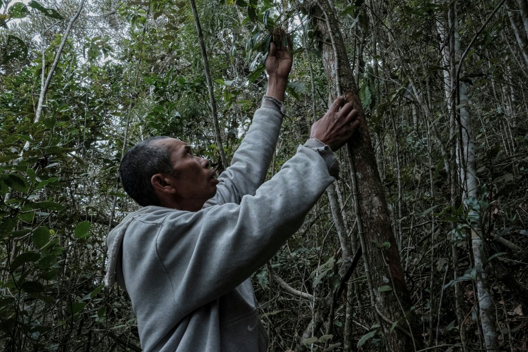 Heriniaina Randrianarimanga tient une liane de poivre sauvage tsiperifery poussant sur son arbre tuteur dans la région d’Analamanga à Madagascar, le 19 septembre 2026