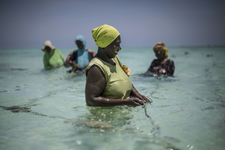 Des membres de la Coopérative des producteurs d'éponges de Zanzibar, une organisation dirigée par des femmes, s'occupent de leur ferme au large de Jambiani (Tanzanie), le 25 octobre 2025