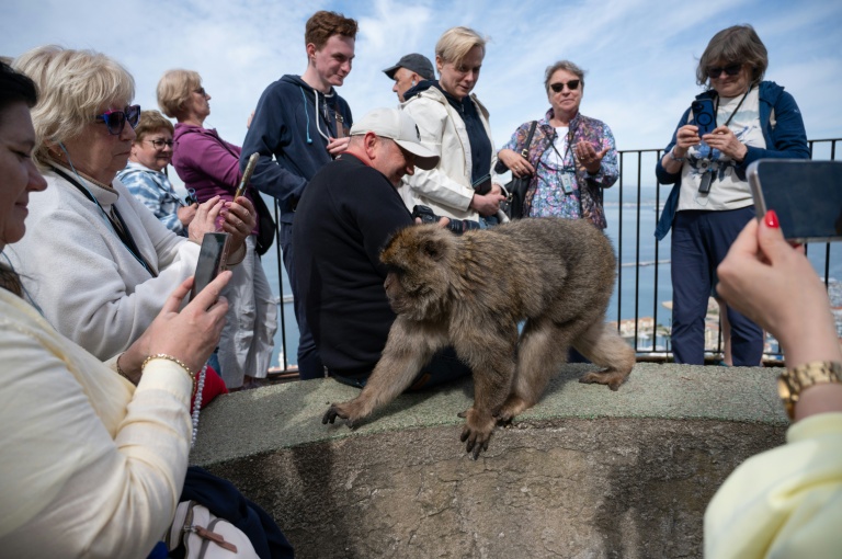 Des touristes prennent en photo un macaque à Gibraltar ,le 6 mai 2026