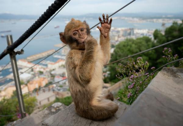 Un jeune macaque à Gibraltar ,le 6 mai 2026