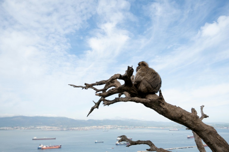 Un macaque assis sur un tronc d'arbre mort à Gibraltar, le 6 mai 2026