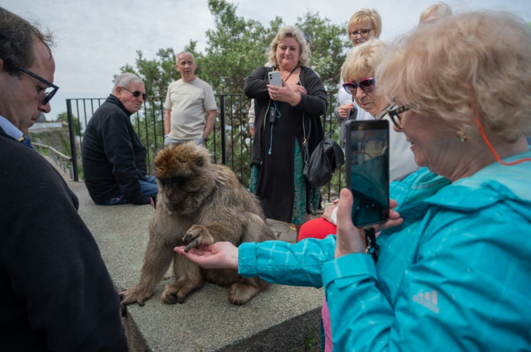 Une touriste donne à manger à un macaque à Gibraltar ,le 6 mai 2026