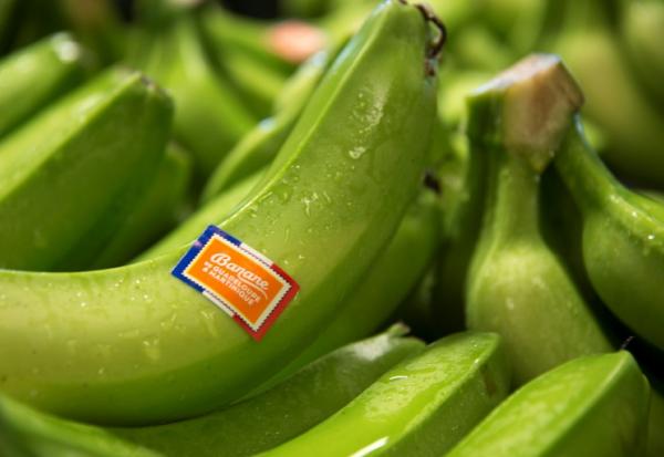 530 exploitations vivent de la production de bananes en Guadeloupe et en Martinique
