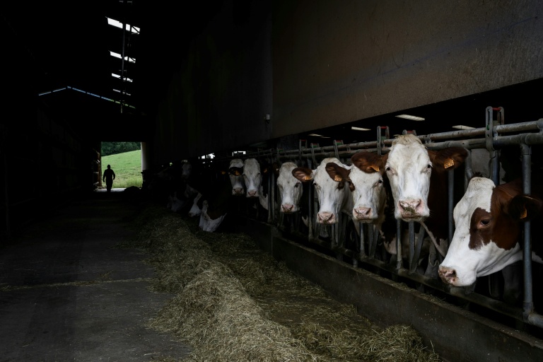 Un éleveur attend un vétérinaire qui vient vacciner son troupeau de vaches contre la dermatose à Aviernoz, le 22 juillet 2025 en Haute-Savoie