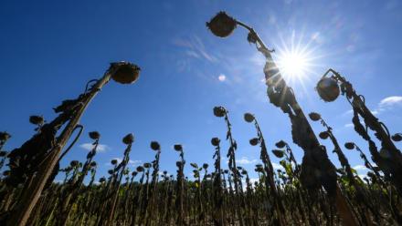 Après une sécheresse historique, Solidarité Paysans au chevet d'agriculteurs à bout