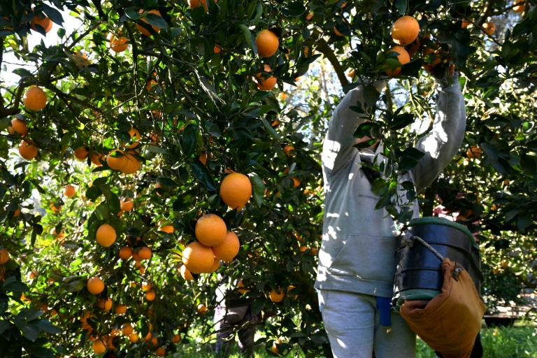 Des oranges sont récoltées dans un champ près de San Pedro, dans la province de Buenos Aires, le 30 juillet 2025.