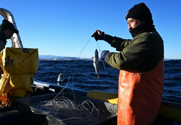 Le pêcheur artisanal Rodrigo Gallardo montre un merlu pêché au large de Caleta Portales, à Valparaiso, au Chili, le 27 mai 2025