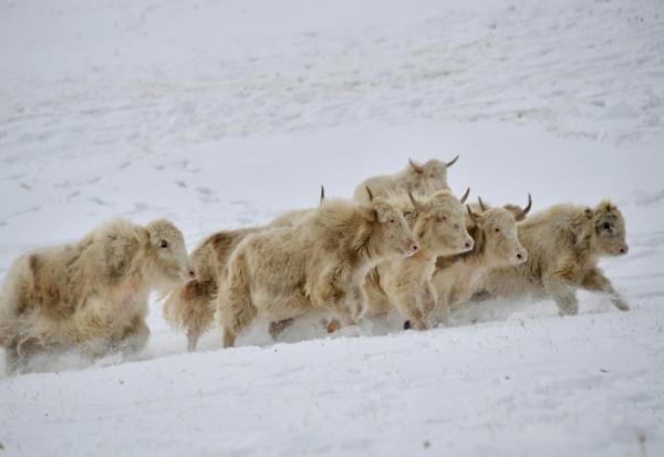 Un troupeau de yaks blancs dans un pâturage enneigé à 3 000 mètres d'altitude dans les montagnes reculées du Kirghizistan, le 2 février 2026
