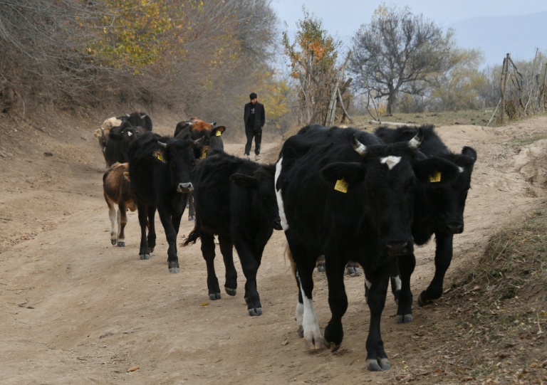 Vaches à Arslanbob, au Kirghizstan, le 21 octobre 2025