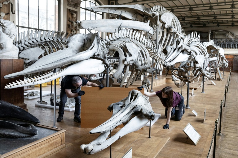 Des techniciens protègent un squelette avant un déménagement de spécimens et des travaux au sein de la Galerie de Paléontologie et d'Anatomie comparée du Muséum national d'Histoire naturelle, le 3 février 2026 à Paris 
