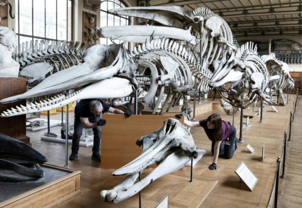 Des techniciens protègent un squelette avant un déménagement de spécimens et des travaux au sein de la Galerie de Paléontologie et d'Anatomie comparée du Muséum national d'Histoire naturelle, le 3 février 2026 à Paris 
