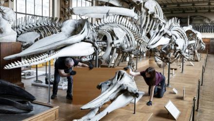 Des techniciens protègent un squelette avant un déménagement de spécimens et des travaux au sein de la Galerie de Paléontologie et d'Anatomie comparée du Muséum national d'Histoire naturelle, le 3 février 2026 à Paris 
