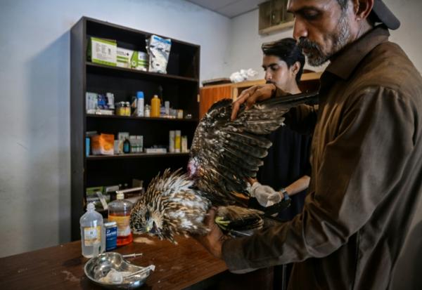 Le soigneur Zaheer Ahmed (d) s'occupe d'un milan blessé au Centre de sauvetage Margallah à Islamabad, le 7 juillet 2026 au Pakistan