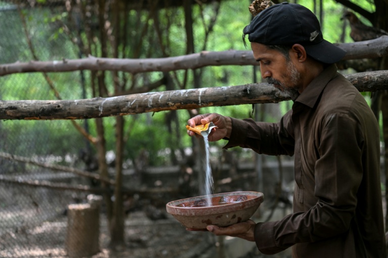 Le soigneur Zaheer Ahmed prépare une boisson de réhydratation pour les oiseaux au Centre de sauvetage Margallah à Islamabad, le 7 juillet 2026 au Pakistan