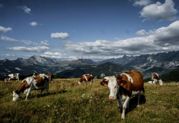 Photo d'archives d'un troupeau de vaches au-dessus de La Clusaz en Haute-Savoie, le 22 août 2022