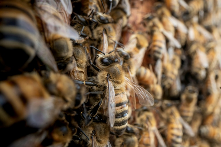 Des abeilles à Baker, en Virginie-Occidentale, le 9 mai 2026