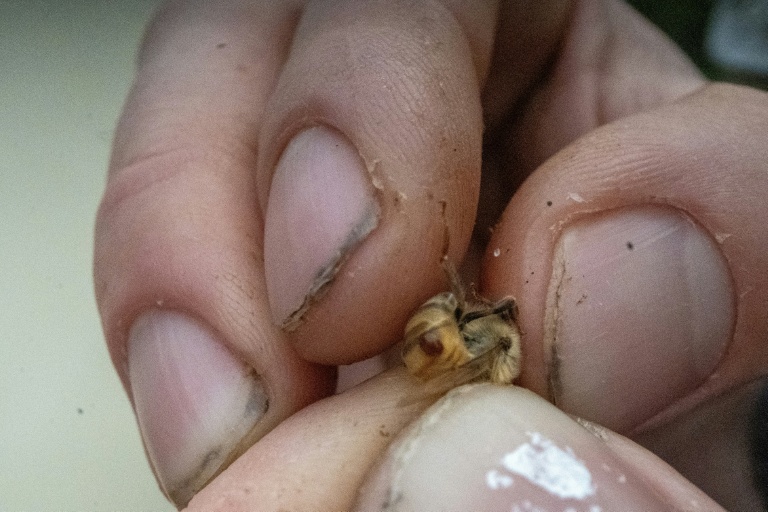 Une abeille parasitée par un acarien 