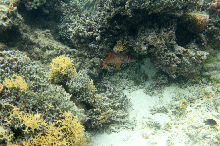 Un poisson nage parmi des coraux sains dans les eaux du parc de biodiversité marine de Naidiri, une zone marine protégée, près de Nadi, le 5 octobre 2026 aux Fidji