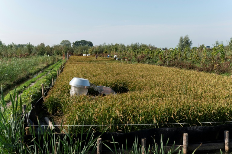 Des plants de riz dans un champ de recherche, où une trentaine de variétés sont cultivées à Oud Ade, aux Pays-Bas, le 29 septembre 2026