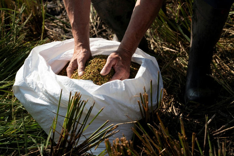 L'agriculteur Sander Roeleveld examine la première récolte de riz provenant de son champ à Oud Ade, aux Pays-Bas, le 29 septembre 2026