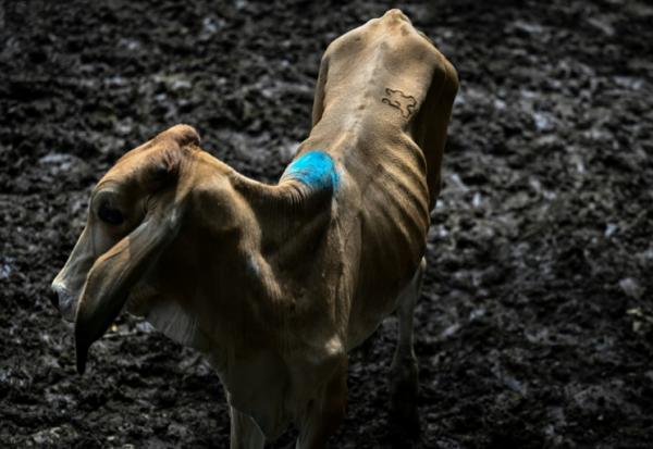 Une vache au marché aux bestiaux de Sensuntepeque, dans le département de Cabañas, au Salvador, le 1er octobre 2026