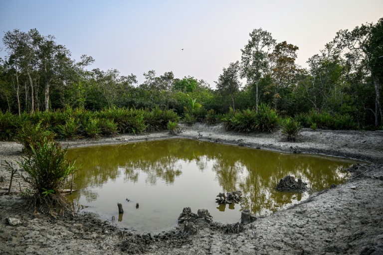 Un étang d'eau douce au sein d'une forêt marécageuse des Sundarbans, à Dacope, créé pour soutenir la faune sauvage et contribuer à l'augmentation de la population de tigres royaux du Bengale, le 30 mars 2026 au Bangladesh