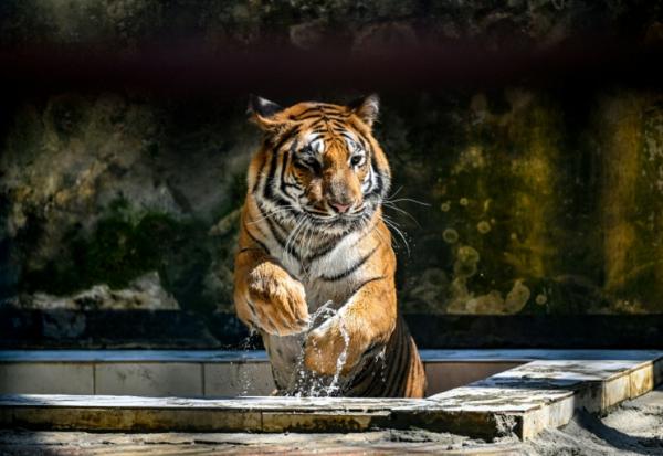 Un tigre du Bengale dans son enclos du  zoo national de Dacca, le 7 avril 2026 au Bangladesh