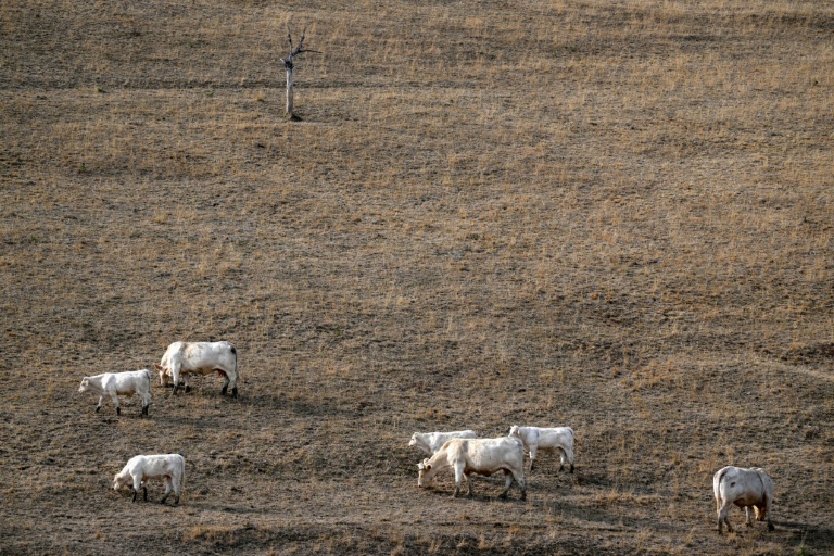 Des vaches dans un champ asséché à Saint-Nizier-sous-Charlieu, dans la Loire, le 15 août 2026