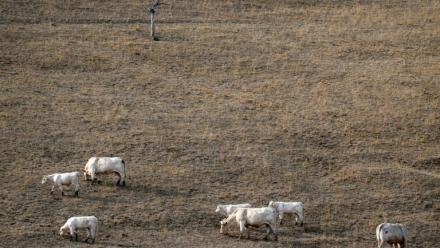 Des vaches dans un champ asséché à Saint-Nizier-sous-Charlieu, dans la Loire, le 15 août 2026