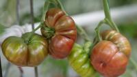 Tomates ou pommes en souffrance, prairies grillées, ponte au ralenti: l'agriculture paye un lourd tribut aux canicules et à la sécheresse
