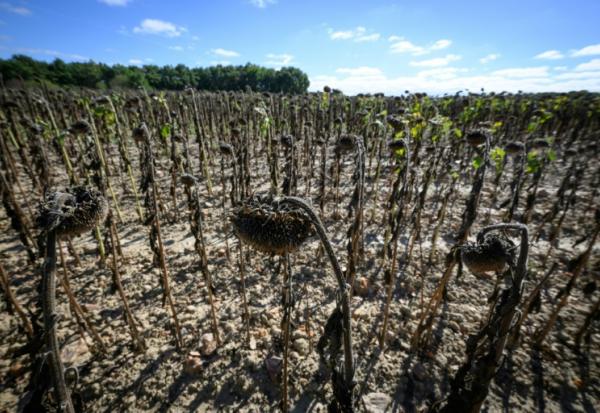 Un champ de tournesols victime de la sécheresse à Bois-de-Céné, en Vendée, le 3 septembre 2026
