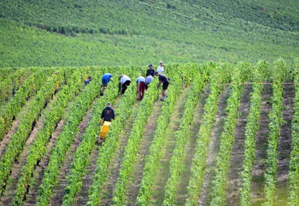 Vendanges à Chigny-les-Roses, dans la Marne, dans le vignoble de Champagne, le 26 août 2025  