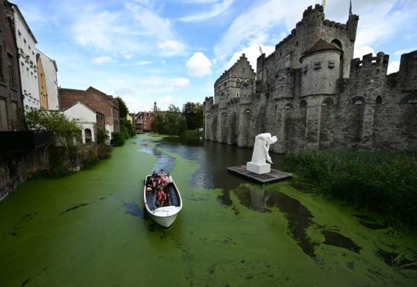 Les voies d'eau de Gand, en Belgique, envahies de lentilles d'eau, le 1er octobre 2026
