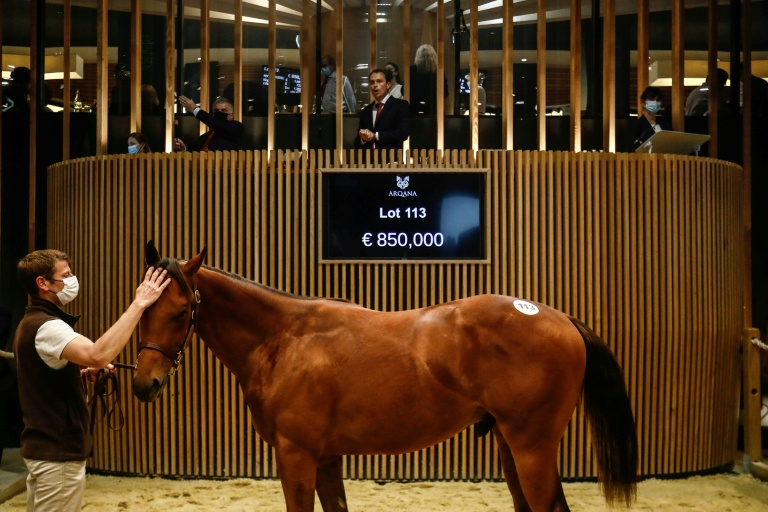 Un cheval vendu lors des ventes de yearlings de Deauville le 15 août 2021