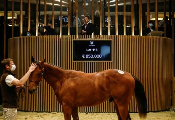Un cheval vendu lors des ventes de yearlings de Deauville le 15 août 2021