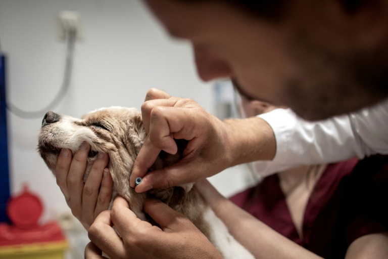 Le vétérinaire cancérologue Jérémy Béguin prélève des cellules sur le chien Junior, après 16 semaines de chimiothérapie, à l'hôpital vétérinaire de Maison-Alfort, le 9 juin 2026 dans le Val-de-Marne