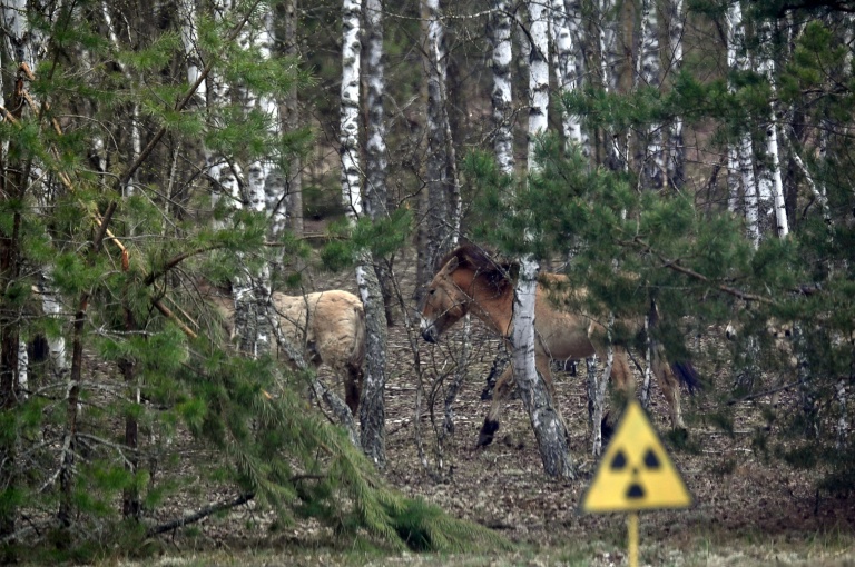 Des chevaux sauvages de Przewalski, une espèce menacée originaire d'Asie, réintroduits dans une zone contaminée par la radioactivité, près de Tchernobyl, le 23 avril 2026
