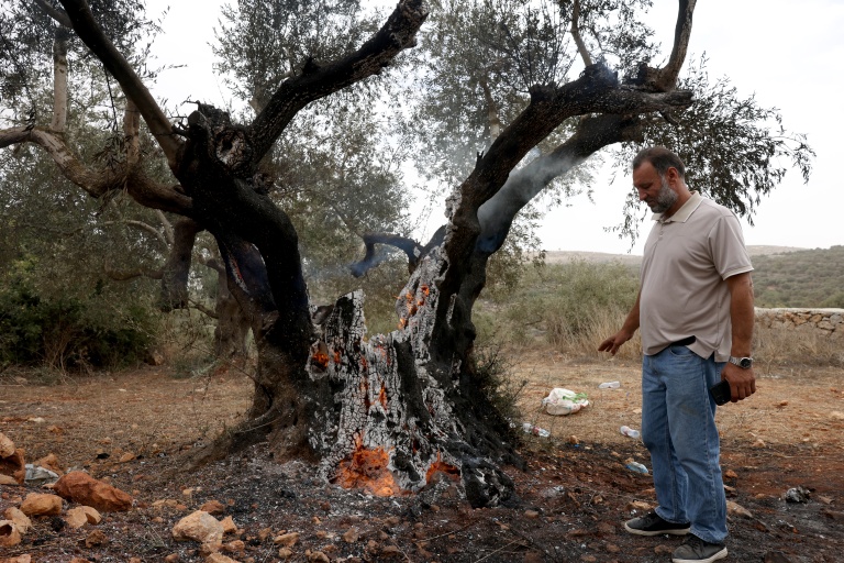 Un Palestinien regarde un olivier incendié près de Ramallah, en Cisjordanie, le 16 octobre 2026