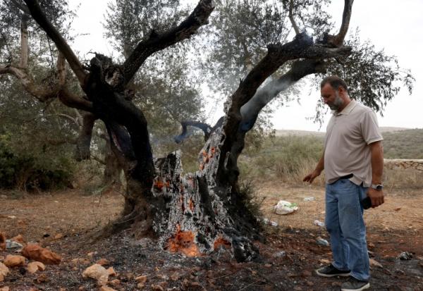 Un Palestinien regarde un olivier incendié près de Ramallah, en Cisjordanie, le 16 octobre 2026