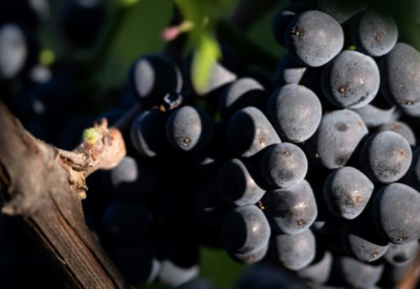 Une grappe de pinot noir destiné à la production de Crémants, lors des vendanges au Domaine Moellinger, à Wettolsheim (Est de la France), le 19 août 2025