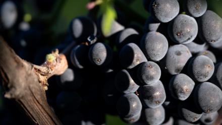Une grappe de pinot noir destiné à la production de Crémants, lors des vendanges au Domaine Moellinger, à Wettolsheim (Est de la France), le 19 août 2025