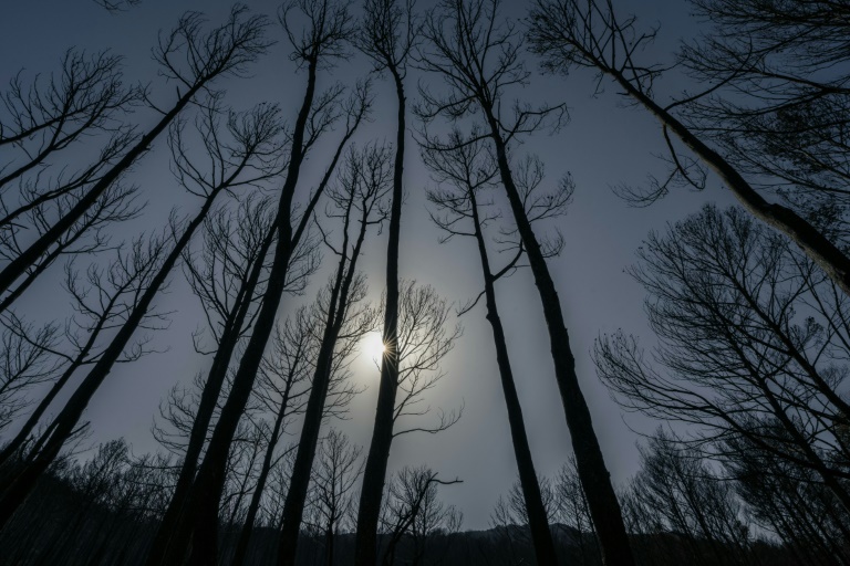 Des arbres calcinés après le passage de l'incendie dans l'Aude, à Thézan-des-Corbières, le 9 août 2025