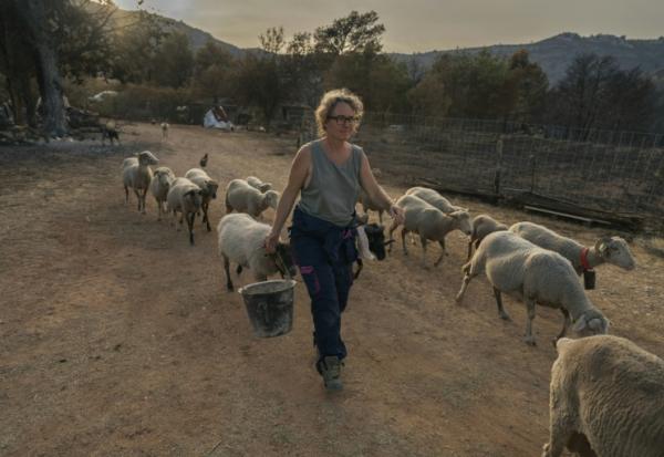 Emmanuelle Bernier marche au milieu de ses brebis dans sa ferme détruite par l'incendie, à Fontjoncouse le 9 août